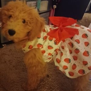 New Strawberries & Bow Doggy Dress -Dog Not Included